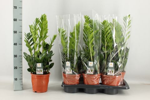 Zamioculcas zamiifolia