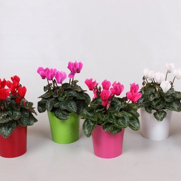 Cyclamen SUPER SERIE VERANO MIX