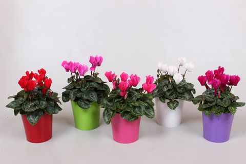 Cyclamen SUPER SERIE VERANO MIX