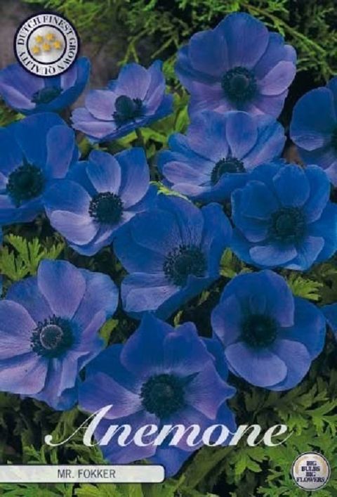Anemone coronaria 'Mr. Fokker'