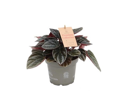 Peperomia caperata 'Santiago'