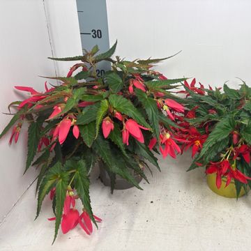 Begonia boliviensis 'Bonfire Orange'