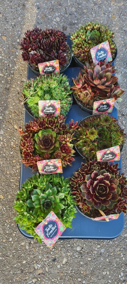 Sempervivum MIX