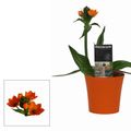 Ornithogalum dubium