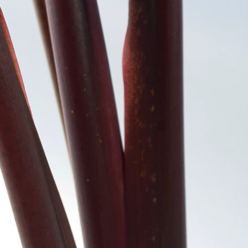 Colocasia 'Pharaoh’s Mask'