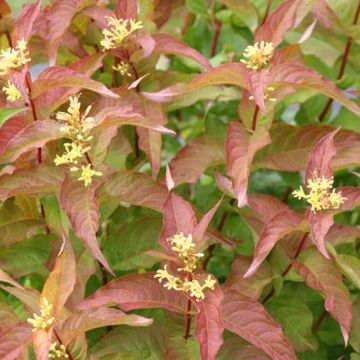 Diervilla x splendens KODIAK MIXX