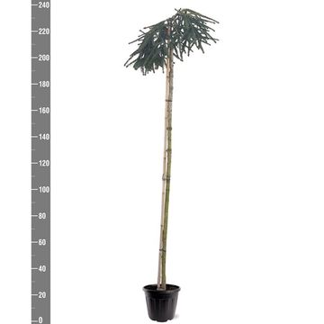 Picea abies 'Farnsburg'