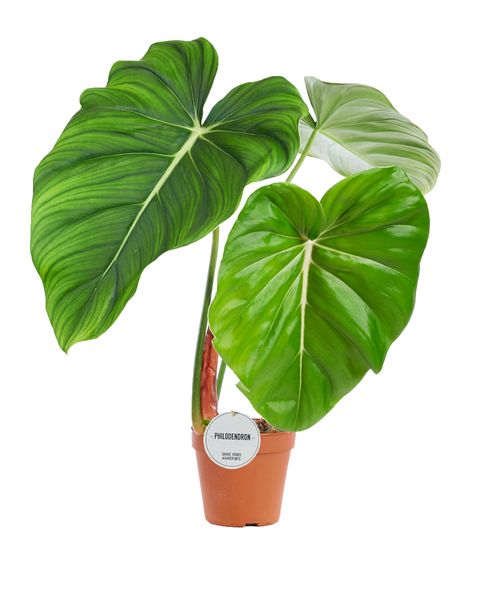 Philodendron pastazanum