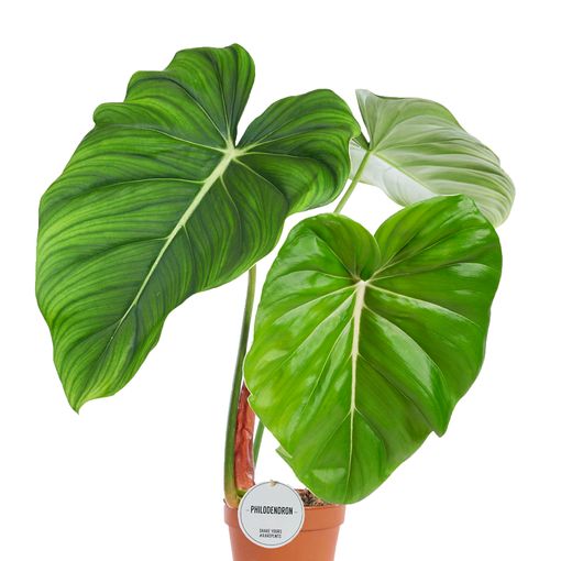 Philodendron pastazanum