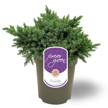 Juniperus squamata 'Blue Star'