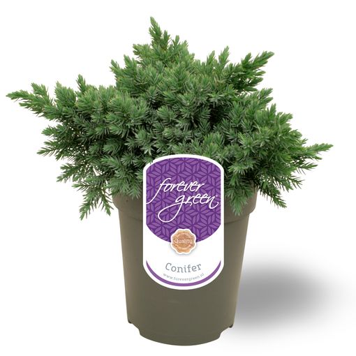 Juniperus squamata 'Blue Star'