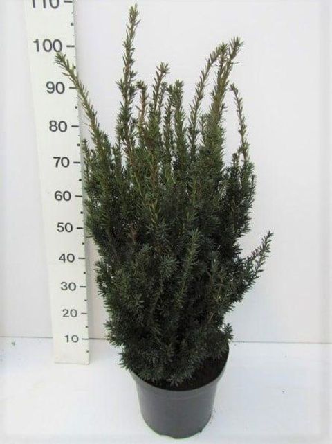 Taxus x media 'Hillii'