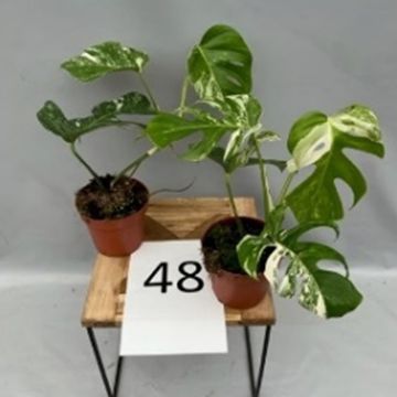 Monstera deliciosa 'Variegata'