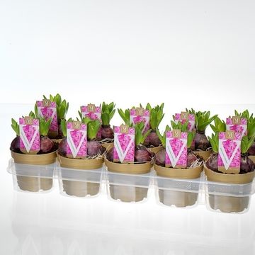 Hyacinthus orientalis 'Pink Pearl'