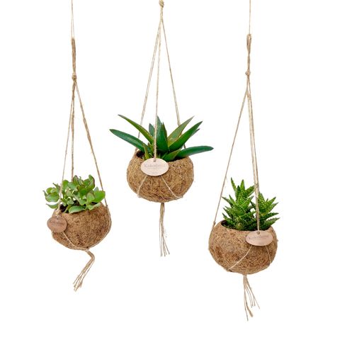 Hanging plants MIX