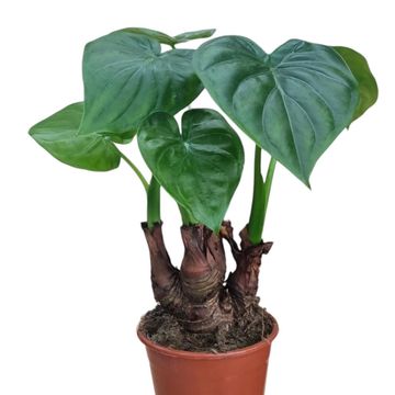 Alocasia cucullata