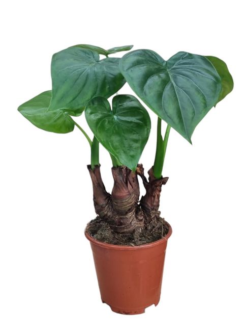 Alocasia cucullata