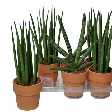Sansevieria cylindrica MIX