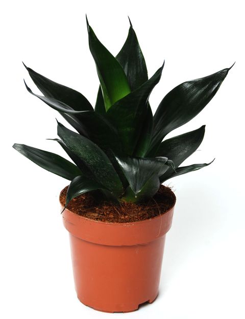 Sansevieria trifasciata 'Black Dragon'