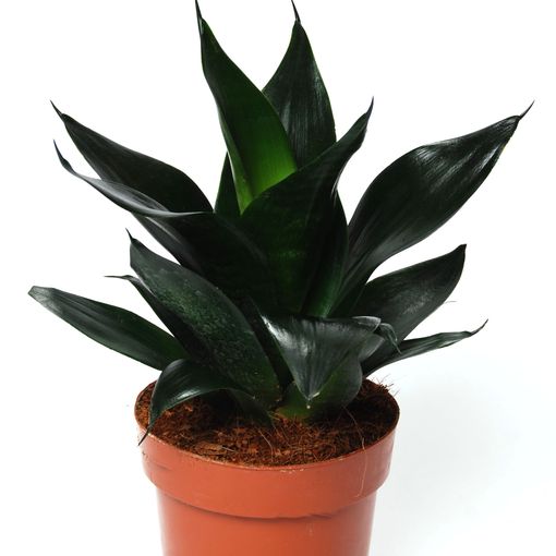 Sansevieria trifasciata 'Black Dragon'