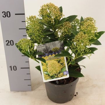 Skimmia japonica 'Ballerina'