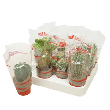 Cactus MIX