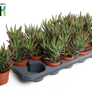 Kalanchoe x kewensis 'Spider Green'