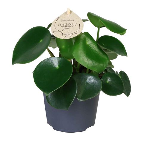 Peperomia arifolia