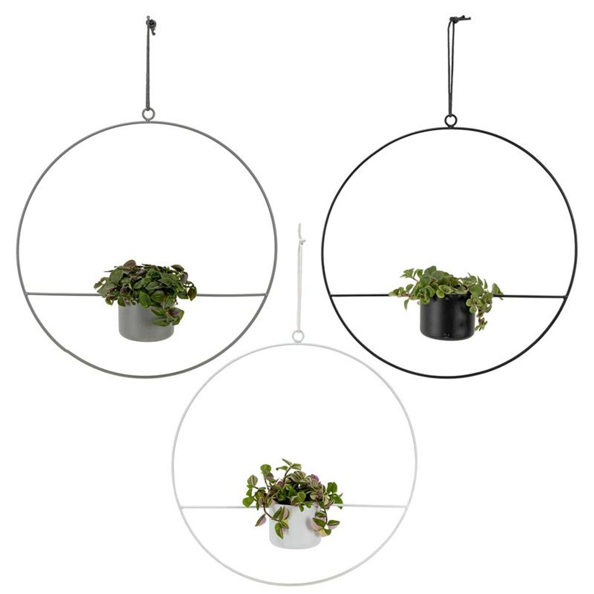 houseplants-mix-plant-wholesale-floraccess