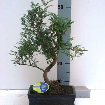Zanthoxylum piperitum