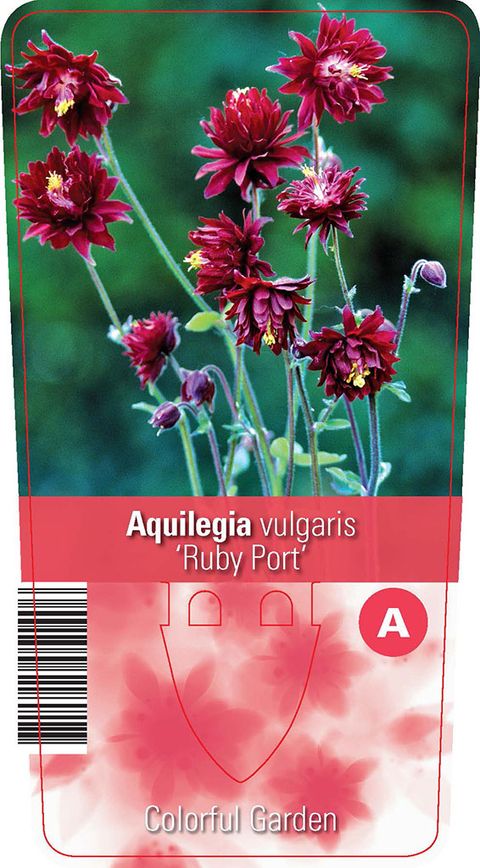 Aquilegia vulgaris 'Ruby Port'