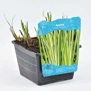 Acorus calamus 'Variegatus'