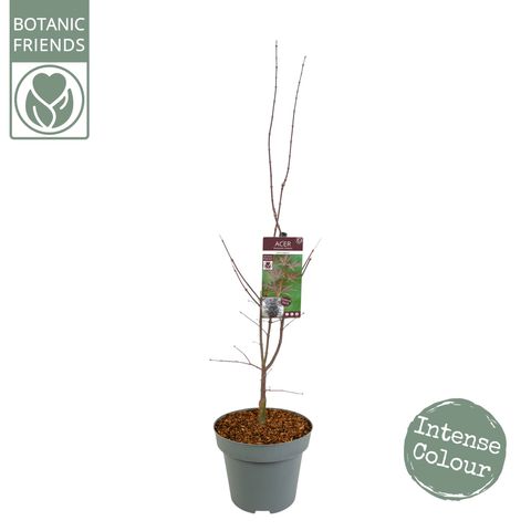 Acer palmatum 'Sumi-nagashi'