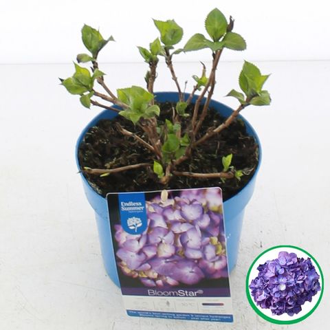 Hydrangea macrophylla ENDLESS SUMMER BLOOMSTAR BLUE