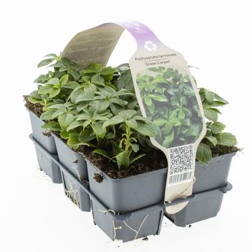 Pachysandra terminalis 'Green Carpet'
