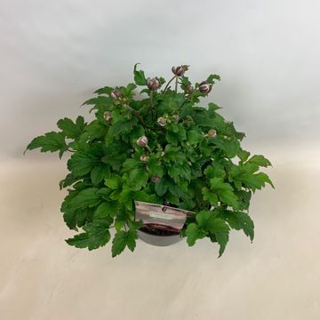 Anemone hupehensis FANTASY BELLE