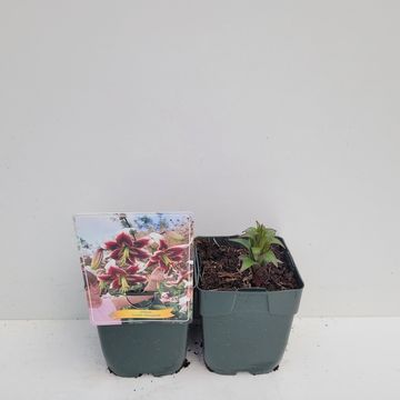 Lilium 'Leslie Woodriff'