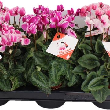 Cyclamen persicum ABANICO MIX