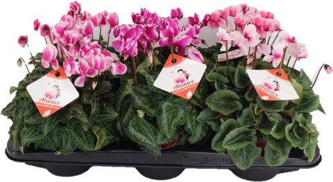 Cyclamen persicum ABANICO MIX