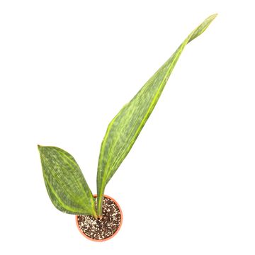 Sansevieria masoniana 'Variegata'