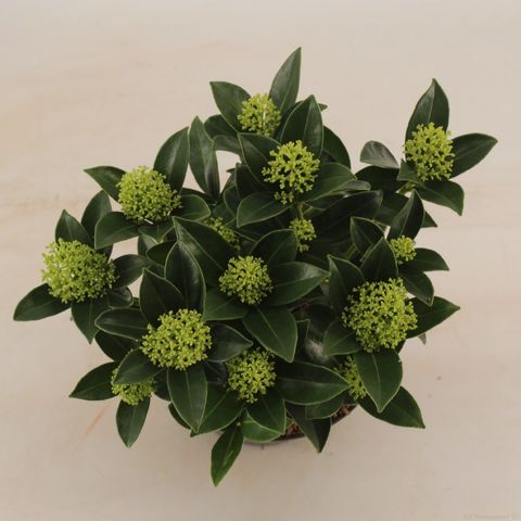 Skimmia japonica WHITE DWARF — Plant Wholesale FlorAccess