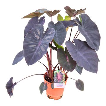 Colocasia 'Hybrid Purana'