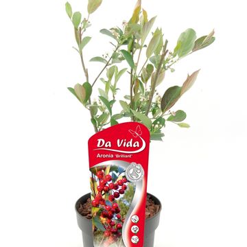 Aronia arbutifolia 'Brilliant'