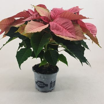 Euphorbia pulcherrima CHRISTMAS FEELINGS PINK