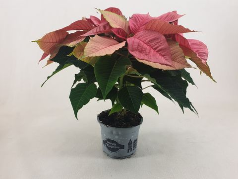 Euphorbia pulcherrima CHRISTMAS FEELINGS PINK