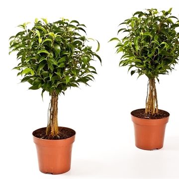 Ficus benjamina 'Babilatos'