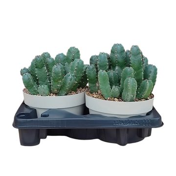 Euphorbia resinifera