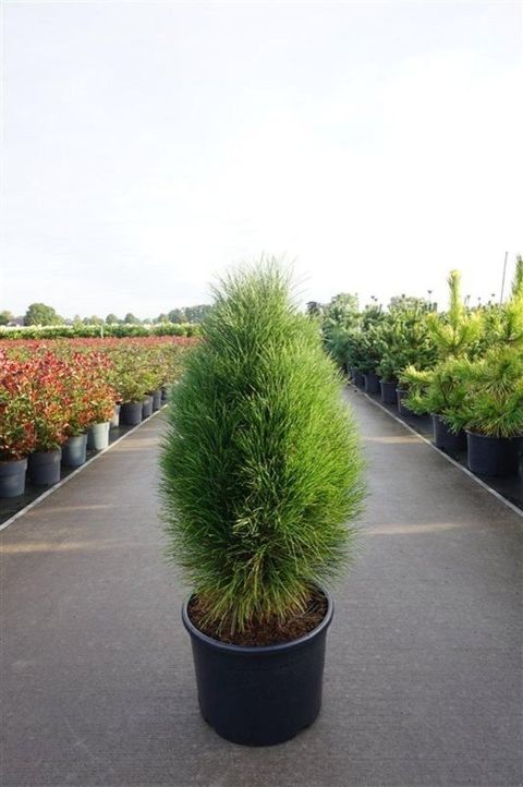 Pinus nigra 'Green Tower'