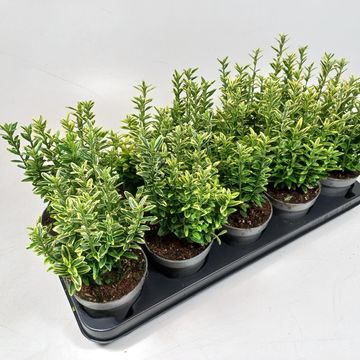 Euonymus japonicus 'Microphyllus Aureovariegatus'