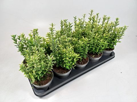 Euonymus japonicus 'Microphyllus Aureovariegatus'